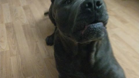 Cane Corso Blue Brindle