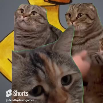 Assemble the cat army.