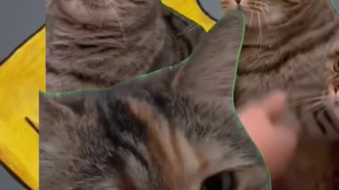 Assemble the cat army.