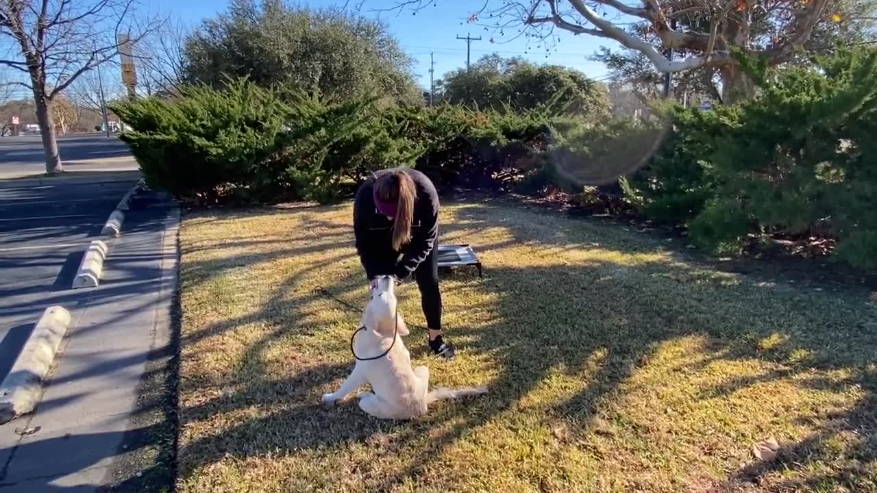 Golden Retriever Epic Puppy Transformation Training