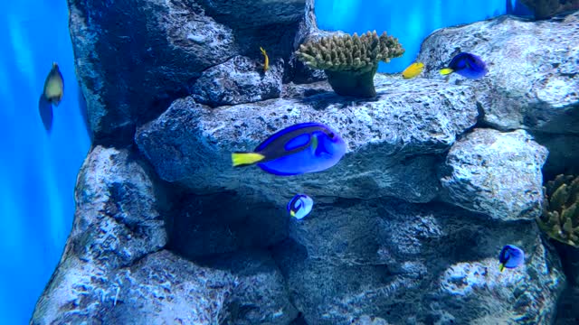 Blue Tang fish in the aquarium.