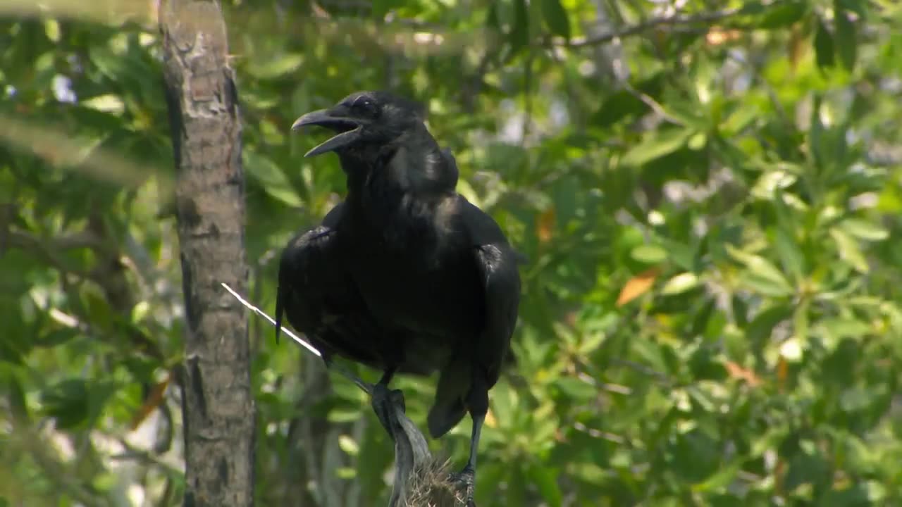 Breathtaking insights into the amazing ecosystem of the Everglades National Park