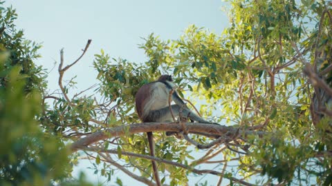 4K,🔥 monkey on tree