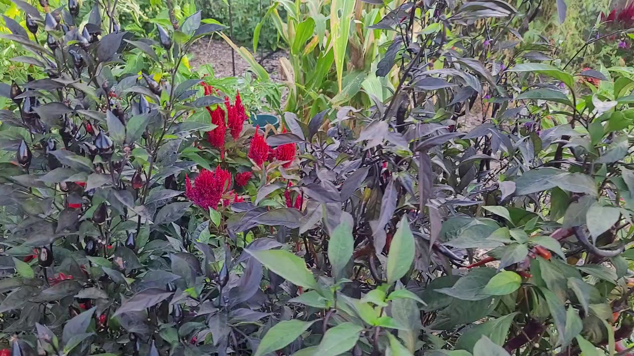 A Quick Look At Some Of My Pepper Crosses in September