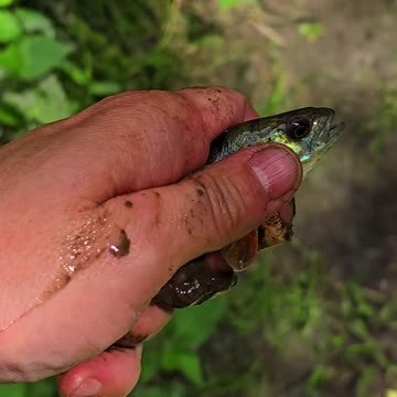 Perch rescued from a puddle after the flood / beautiful fish returned to the river.