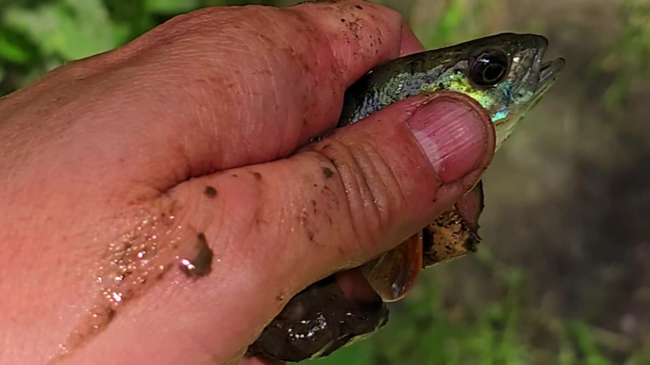 Perch rescued from a puddle after the flood / beautiful fish returned to the river.