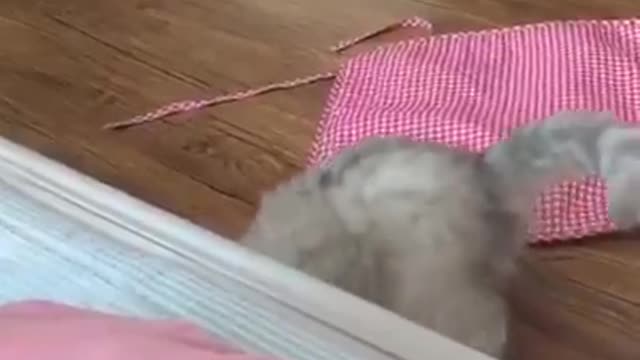 Kittens play hide and seek: "Can you play with me now?"
