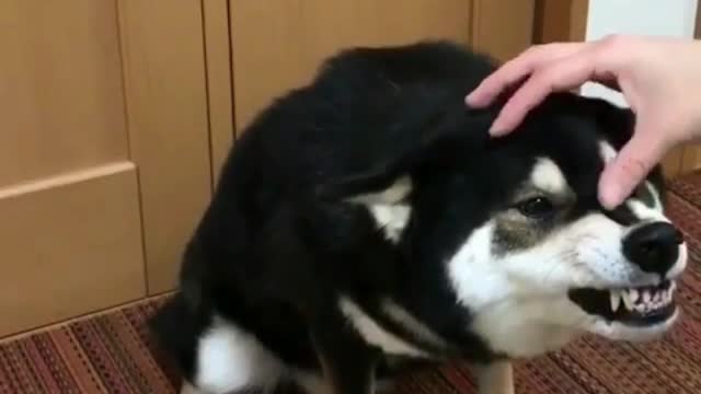 Funny Little Animals