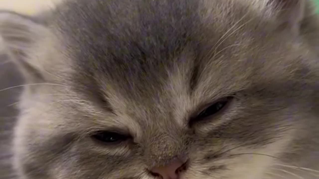 Cute cats video compilation 123