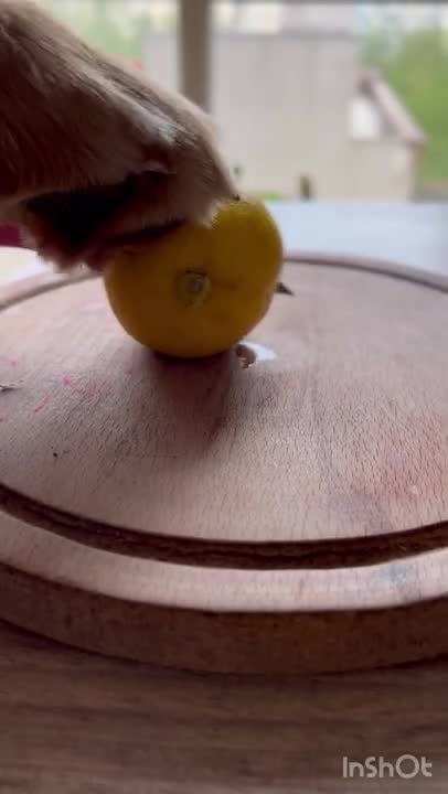 3.LEMON DOES WHAT_ #shorts