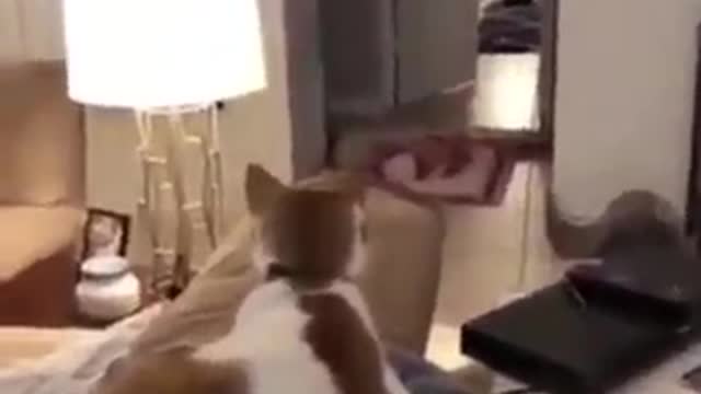 This Cat Is Shocked And Amazed At Disappearing Trick From Its Owner