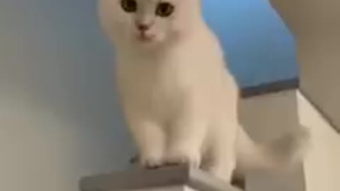 cat laughing