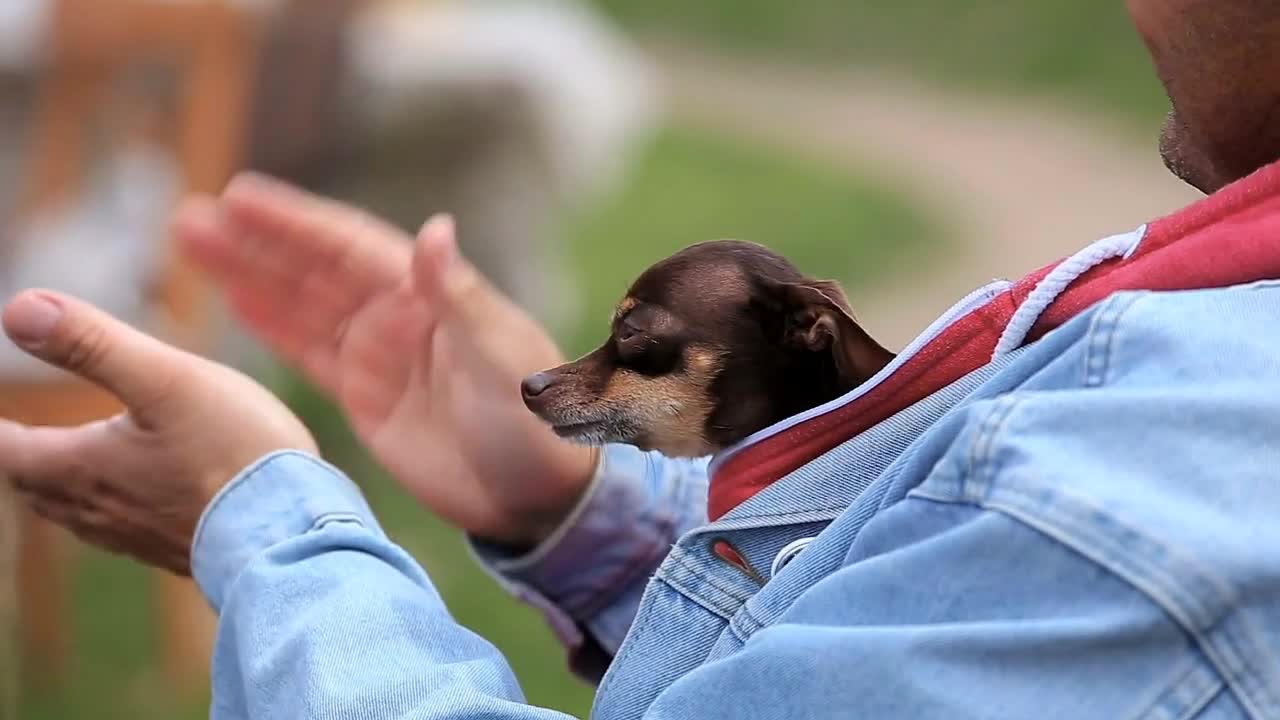 Dogs with their owners at the backyard pet party