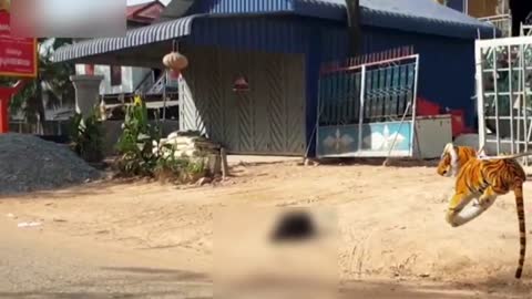Fake tiger real dogs funny prank