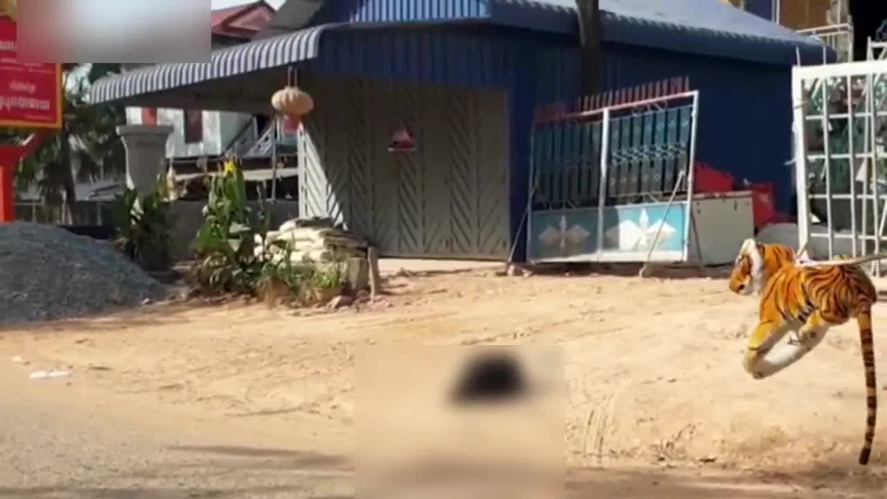 Fake tiger real dogs funny prank