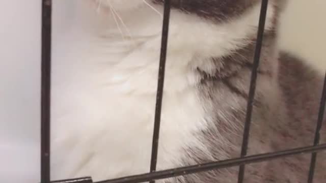 A cat in a cage, he really seems to be thinking about his mistakes
