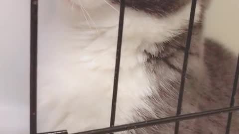A cat in a cage, he really seems to be thinking about his mistakes