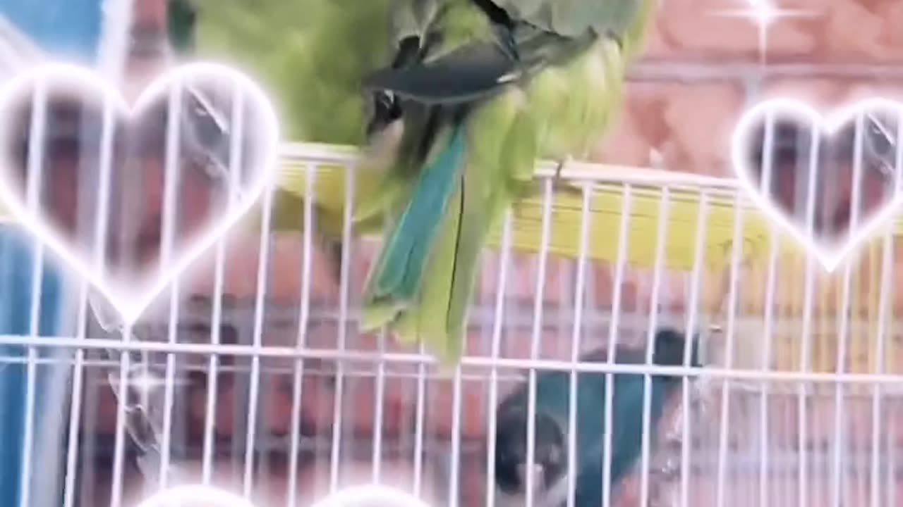 Green parrot