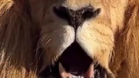 lion is very dangerous animal