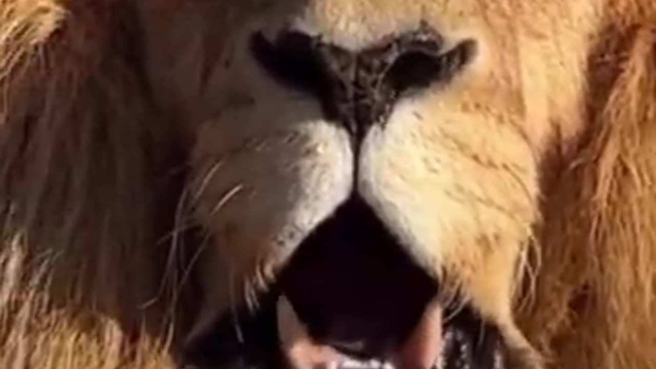 lion is very dangerous animal