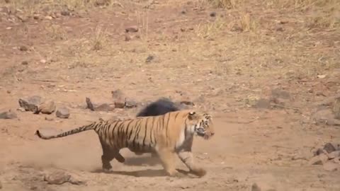 innocent bear saving himself from hungry tiger