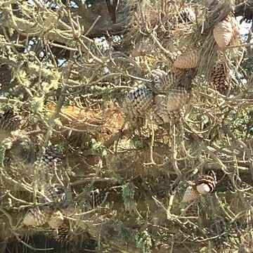 Acorn Woodpecker busy working on Tree.