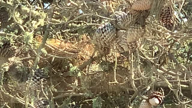 Acorn Woodpecker busy working on Tree.