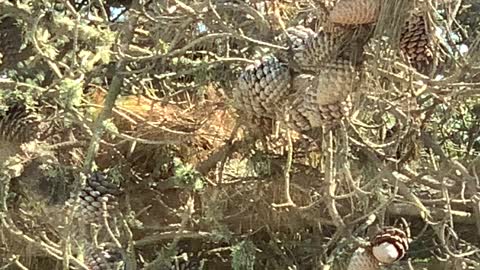 Acorn Woodpecker busy working on Tree.