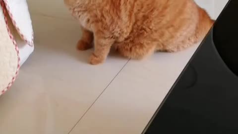 Cat is hungry