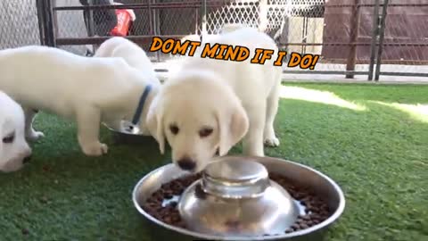 6 Week Old Labrador Puppies Eating Breakfast!