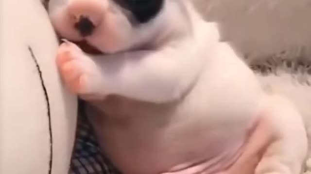 Cute doggy Enjoying