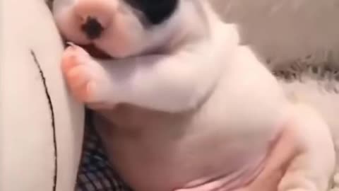 Cute doggy Enjoying