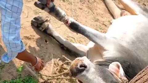 Bull's Leg Stuck into a Rope and A kind Man Romve the rope from his Leg