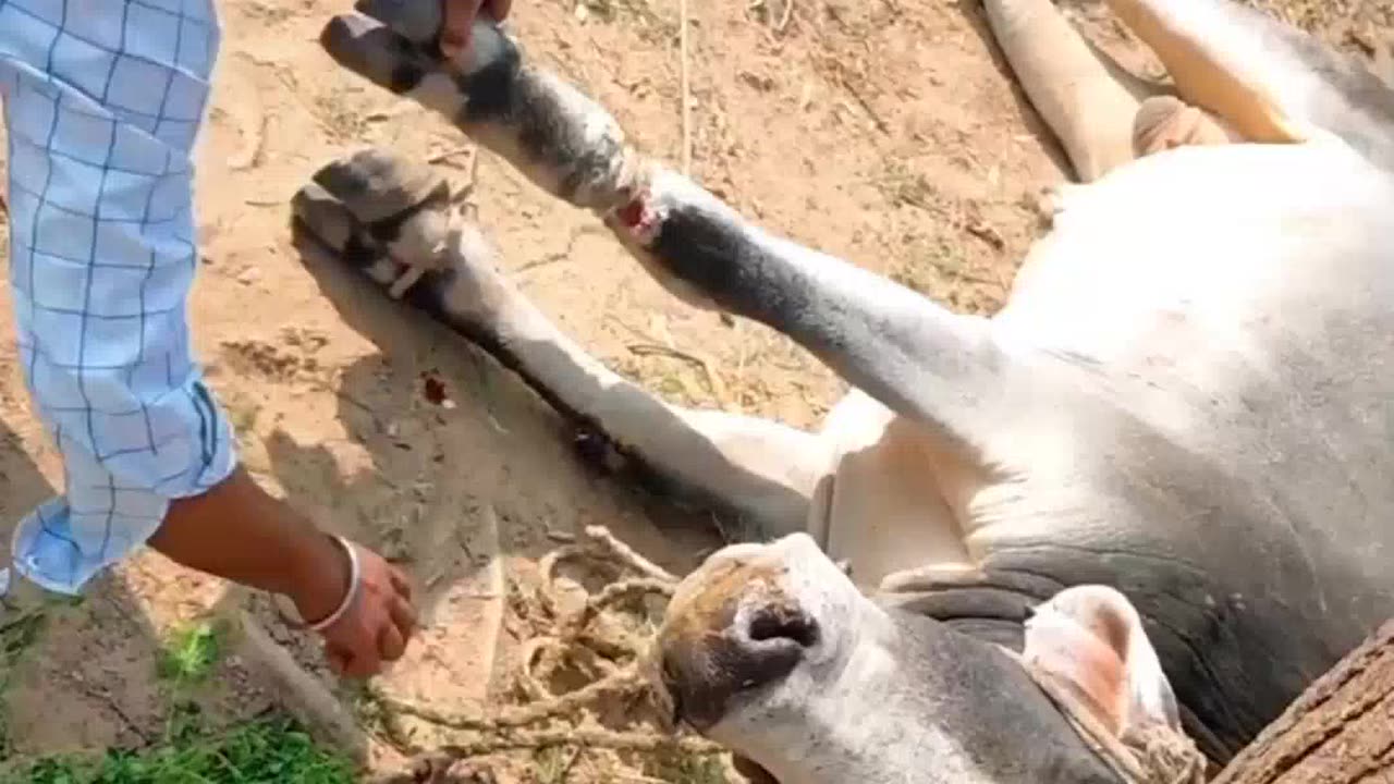 Bull's Leg Stuck into a Rope and A kind Man Romve the rope from his Leg