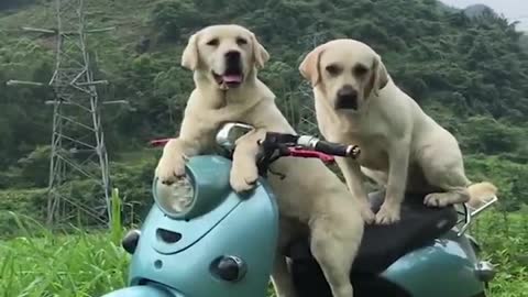 Cutest Labrador Puppies - Funny Puppy Videos 2020