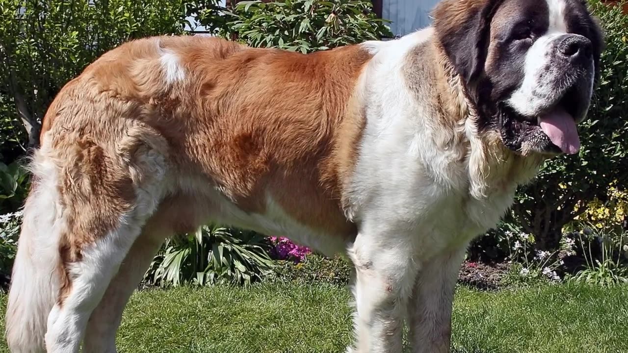 🐕 Biggest Dogs - TOP 10 Biggest Dog Breeds In The World!