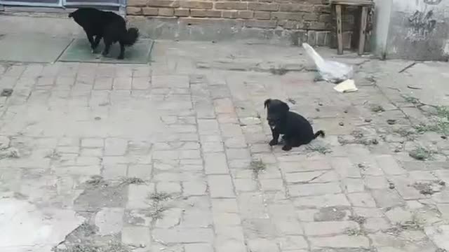 The pet dog