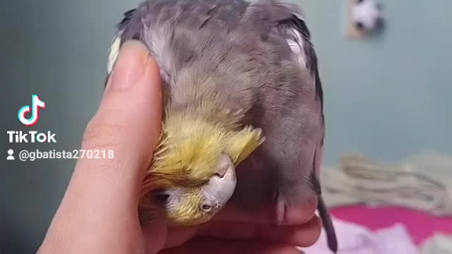 funny compilation calospsita