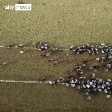 You can't make this shit up - Sheep! Look familiar as they run?