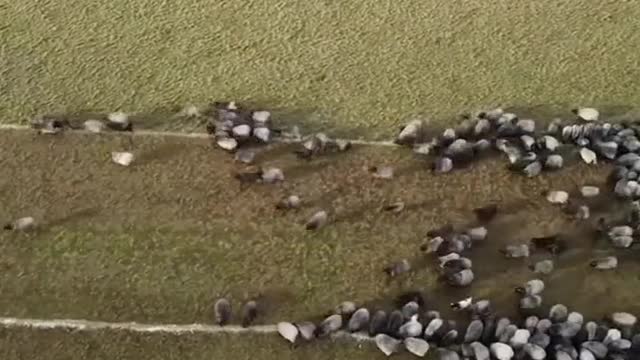 You can't make this shit up - Sheep! Look familiar as they run?