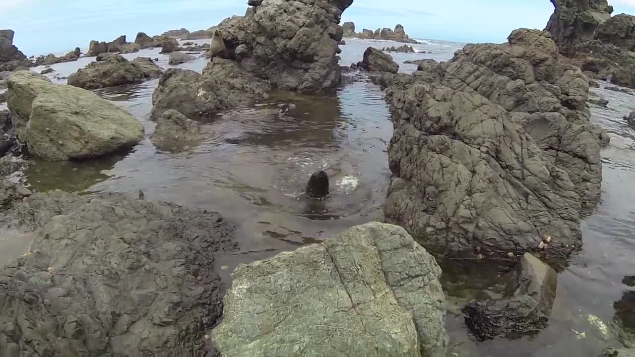 Seal pup attempts to play with drone