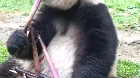 The panda looks so cute eating bamboo shoots！