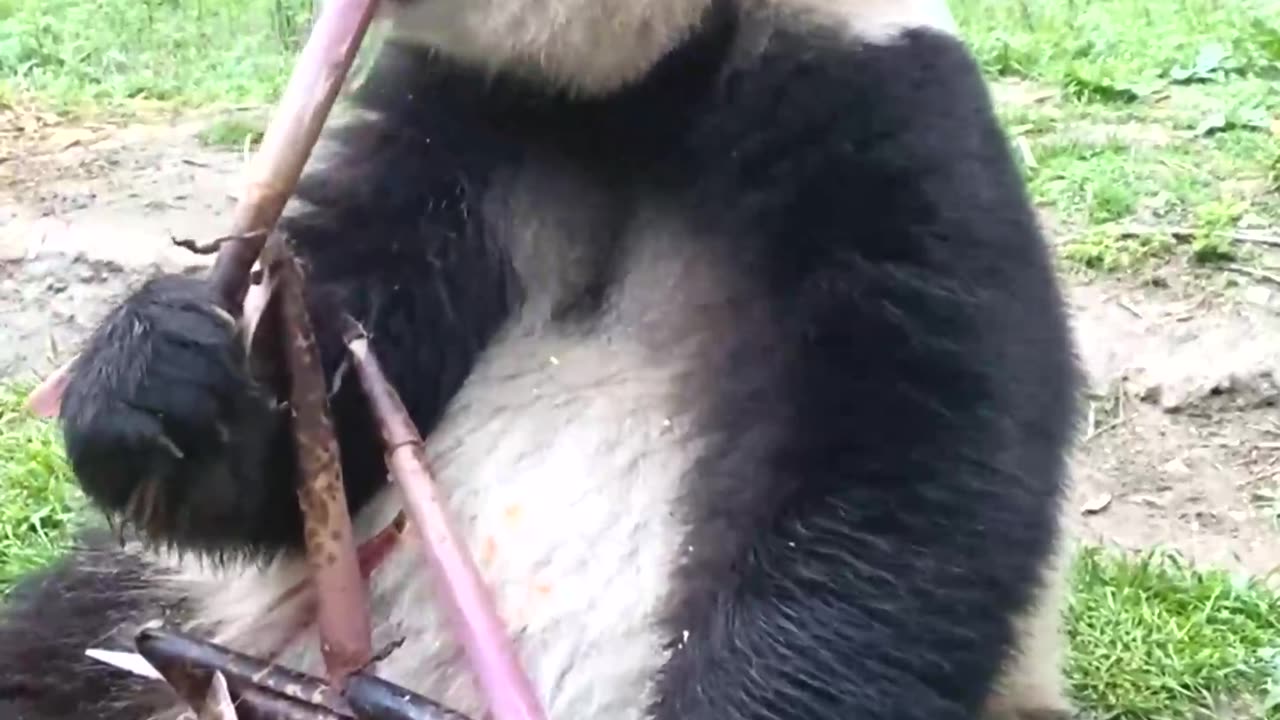 The panda looks so cute eating bamboo shoots！