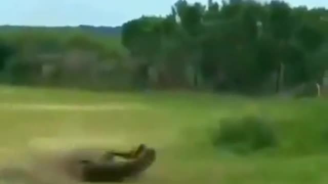 Horse against crocodile