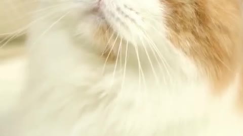 Cat 🐈 video