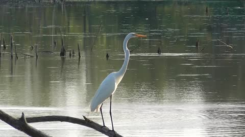 168 Toussaint Wildlife - Oak Harbor Ohio - Egret Plays Statue