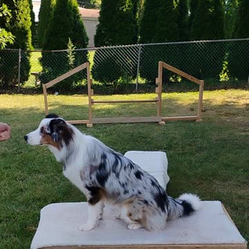 Platform Balance Beam Hurdle 5