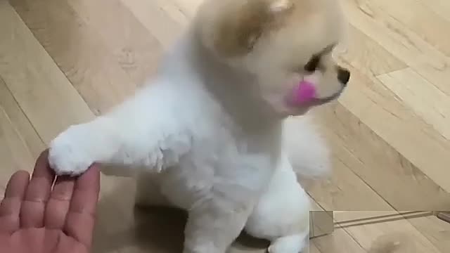 Cute dog