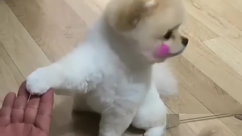 Cute dog