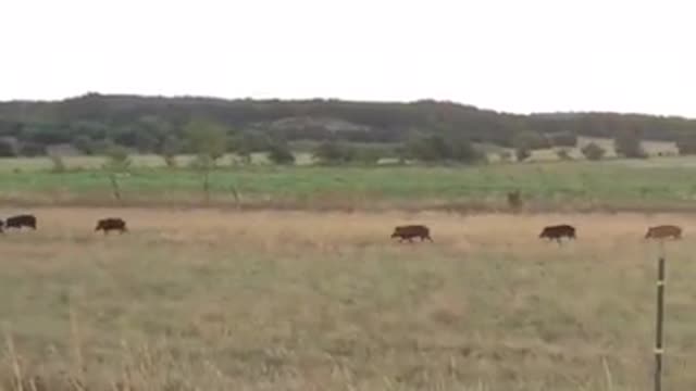 Encountered Wild Hogs on my walk this morning! (Texas)